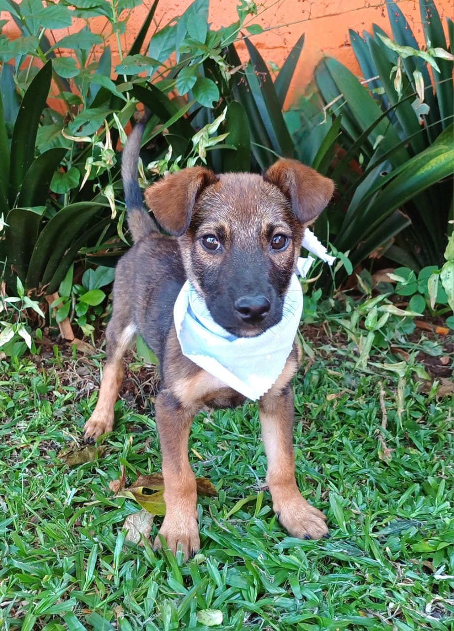 José Carlos